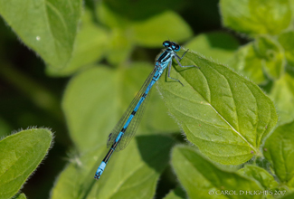 AZURE DAMSELFLY  (Coenagrion puella)